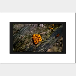 Mushroom growing in the wild jigsaw puzzle Posters and Art